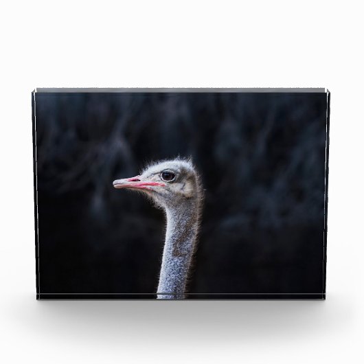 Straußenportrait Fotoblock (Vorderseite)