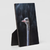 Straußenportrait Fotoplatte (Seite)