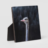 Straußenportrait Fotoplatte (Vorderseite)
