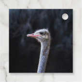 Straußenportrait Geschenkanhänger (Rückseite)