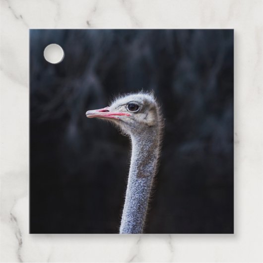 Straußenportrait Geschenkanhänger (Vorderseite)