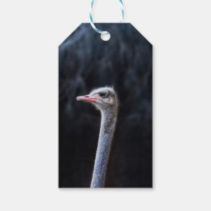 Straußenportrait Geschenkanhänger