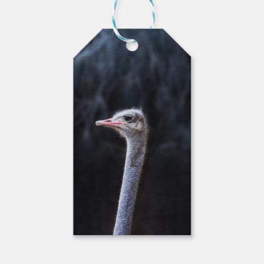 Straußenportrait Geschenkanhänger (Vorderseite)