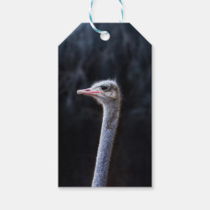 Straußenportrait Geschenkanhänger