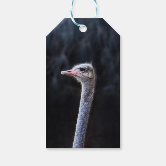 Straußenportrait Geschenkanhänger (Vorderseite)