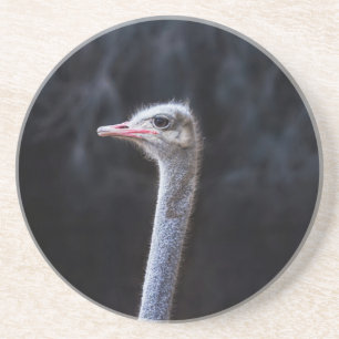 Straußenportrait Getränkeuntersetzer
