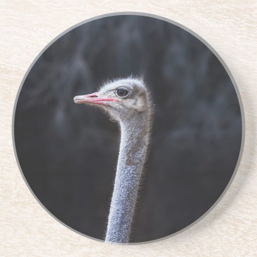 Straußenportrait Getränkeuntersetzer (Vorne)