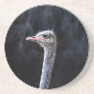 Straußenportrait Getränkeuntersetzer