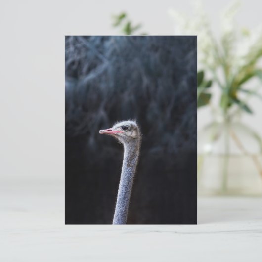 Straußenportrait Karte (Stehend Vorderseite)
