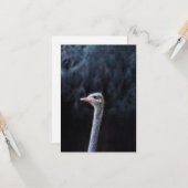 Straußenportrait Karte (Vorderseite/Rückseite Beispiel)