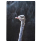 Straußenportrait Klemmbrett (Rückseite)