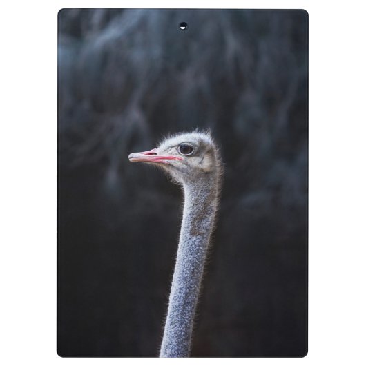 Straußenportrait Klemmbrett (Rückseite)