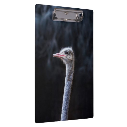 Straußenportrait Klemmbrett (Rechts)