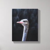Straußenportrait Leinwanddruck (Vorderseite)