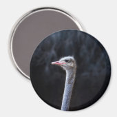 Straußenportrait Magnet (Vorderseite/Rückseite)