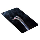 Straußenportrait Magnet (Rechte Seite)