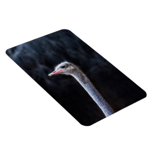 Straußenportrait Magnet (Rechte Seite)