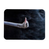 Straußenportrait Magnet (Horizontal)