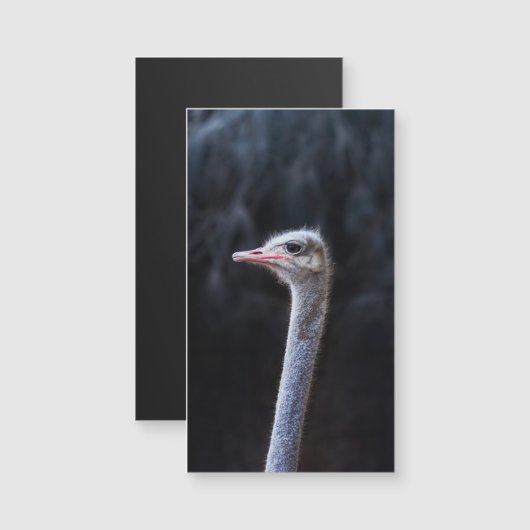 Straußenportrait Magnetkarte (Vorne/Hinten)