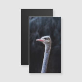 Straußenportrait Magnetkarte (Vorne/Hinten)