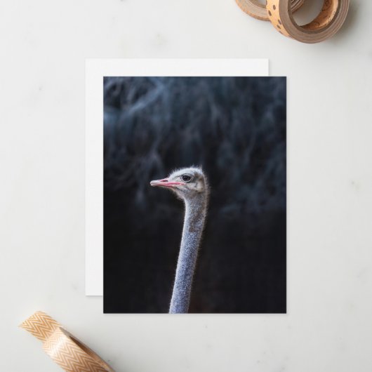 Straußenportrait Mitteilungskarte (Vorderseite/Rückseite Beispiel)