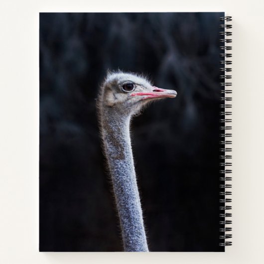 Straußenportrait Notizblock (Rückseite)
