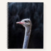 Straußenportrait Notizblock (Vorderseite)