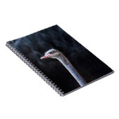 Straußenportrait Notizblock (Rechte Seite)