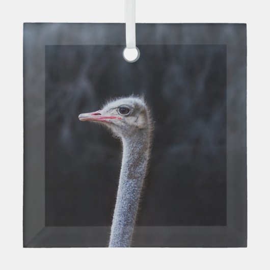 Straußenportrait Ornament Aus Glas (Vorderseite)