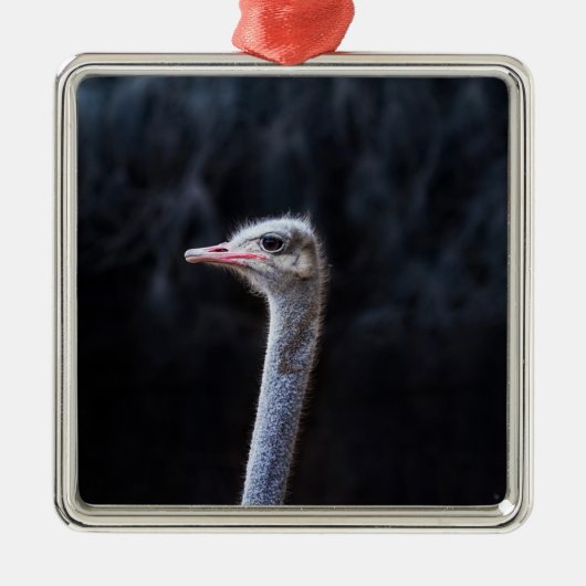 Straußenportrait Ornament Aus Metall (Vorne)
