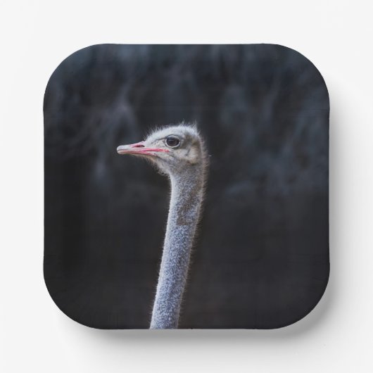 Straußenportrait Pappteller (Vorderseite)