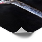 Straußenportrait Poster (Ecke)