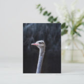 Straußenportrait Postkarte (Stehend Vorderseite)