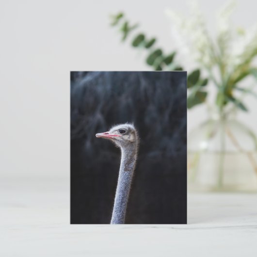 Straußenportrait Postkarte (Stehend Vorderseite)
