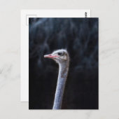 Straußenportrait Postkarte (Vorne/Hinten)
