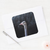 Straußenportrait Quadratischer Aufkleber (Umschlag)