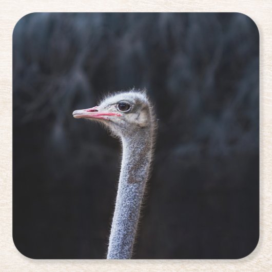 Straußenportrait Rechteckiger Pappuntersetzer (Vorderseite)