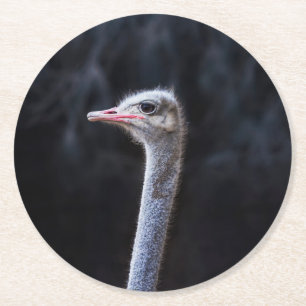 Straußenportrait Runder Pappuntersetzer