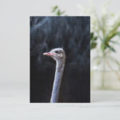 Straußenportrait Save The Date (Stehend Vorderseite)