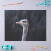 Straußenportrait Seidenpapier (Basteln)