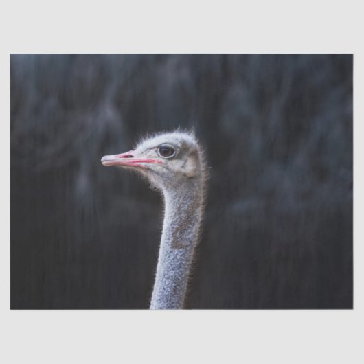 Straußenportrait Seidenpapier (Vorderseite)