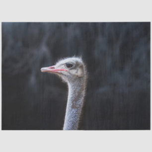 Straußenportrait Seidenpapier