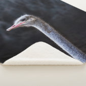 Straußenportrait Sherpadecke (3/4)