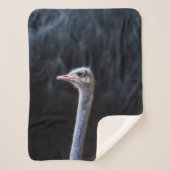 Straußenportrait Sherpadecke (Vorderseite)