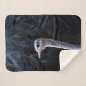 Straußenportrait Sherpadecke (Vorderseite (Horizontal))