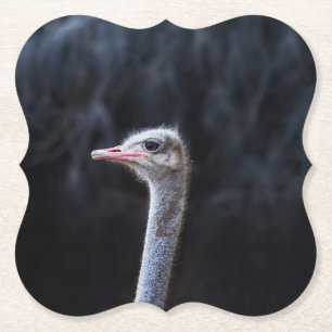 Straußenportrait Untersetzer