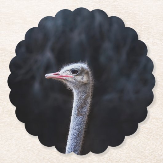 Straußenportrait Untersetzer (Vorderseite)