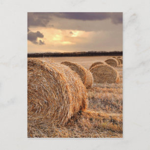 Straw Bales Postcard Postkarte