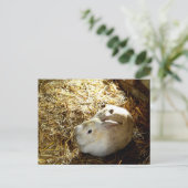 Straw Bunny Postkarte (Stehend Vorderseite)