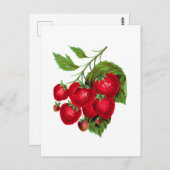 Strawberry Berries Fruit Botanical Postcard Postkarte (Vorne/Hinten)